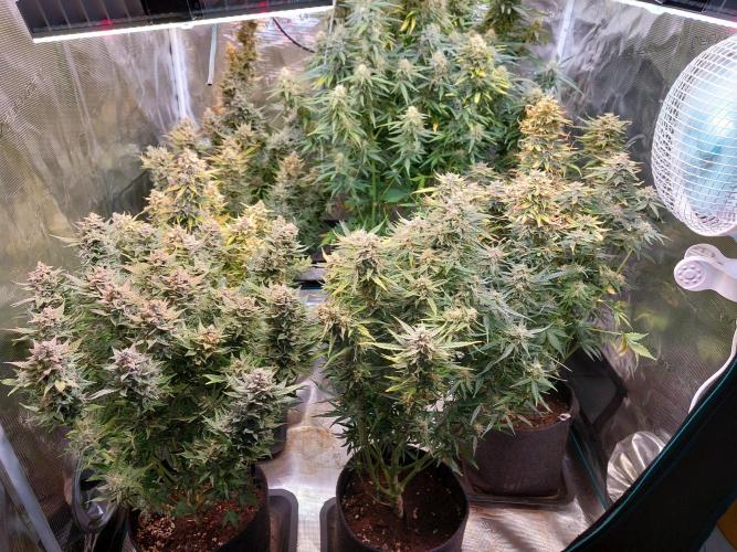 Blueberry + Critical Kush testing Setup. Week 8