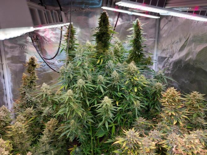 Blueberry + Critical Kush testing Setup. Week 8