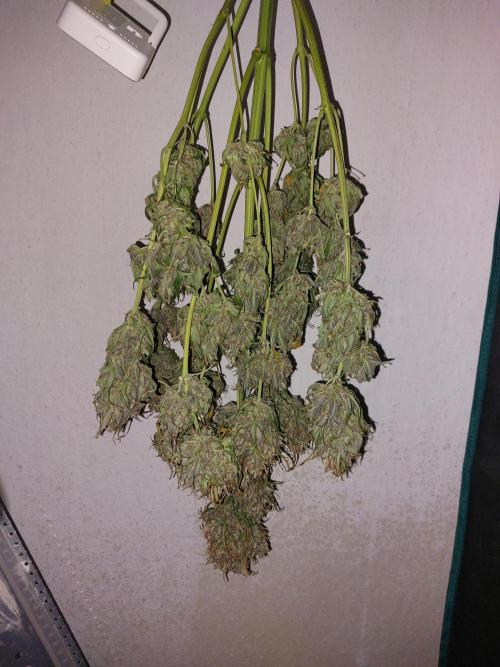 Blueberry + Critical Kush testing Setup. Week 9