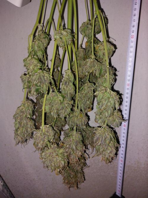 Blueberry + Critical Kush testing Setup. Week 9