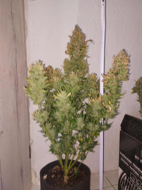 Blueberry + Critical Kush testing Setup. Week 9