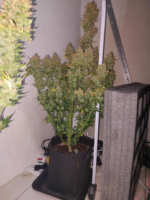 Blueberry + Critical Kush testing Setup. Week 9