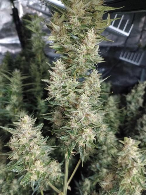 Fat Bastard Auto + Weding Cake Auto. Week 9 - Fat Bastard Nr. 2