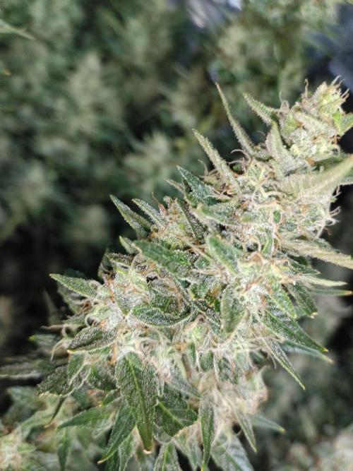 Fat Bastard Auto + Weding Cake Auto. Week 9 - Fat Bastard Nr .2 Main Cola