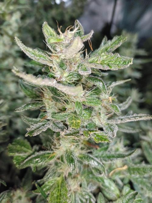 Fat Bastard Auto + Weding Cake Auto. Week 9 - Wedding Cake Nr. 1