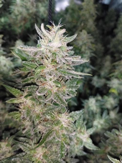 Fat Bastard Auto + Weding Cake Auto. Week 9 - Wedding Cake Nr. 1