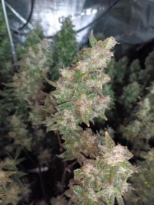 Fat Bastard Auto + Weding Cake Auto. Week 9 - Red Banana Berry XL Nr. 2