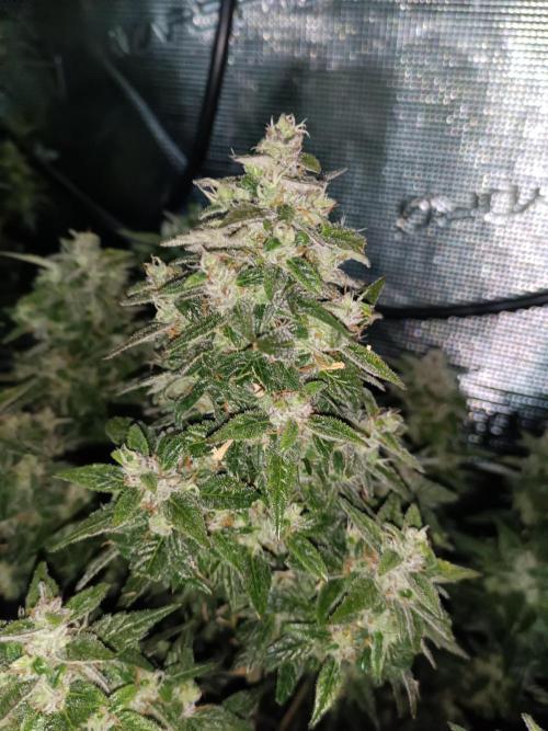 Fat Bastard Auto + Weding Cake Auto. Week 9 - Fat Bastard Nr. 1