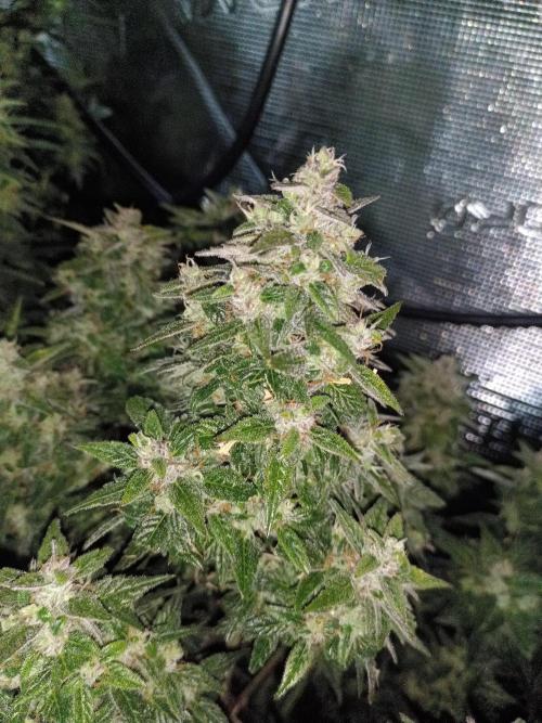 Fat Bastard Auto + Weding Cake Auto. Week 9 - Fat Bastard Nr. 1