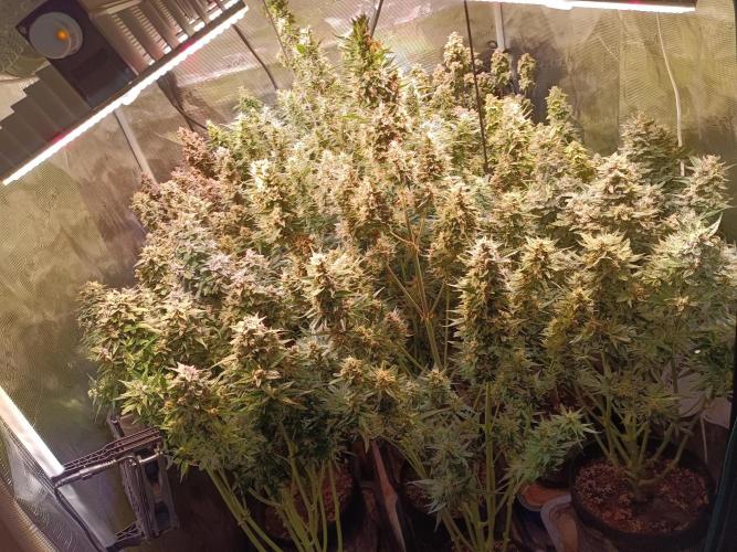 Fat Bastard Auto + Weding Cake Auto+RBB. Week 10 - Overview