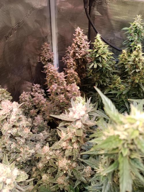 Fat Bastard Auto + Weding Cake Auto+RBB. Week 10 - Red Banana Berry goes out at the weekend