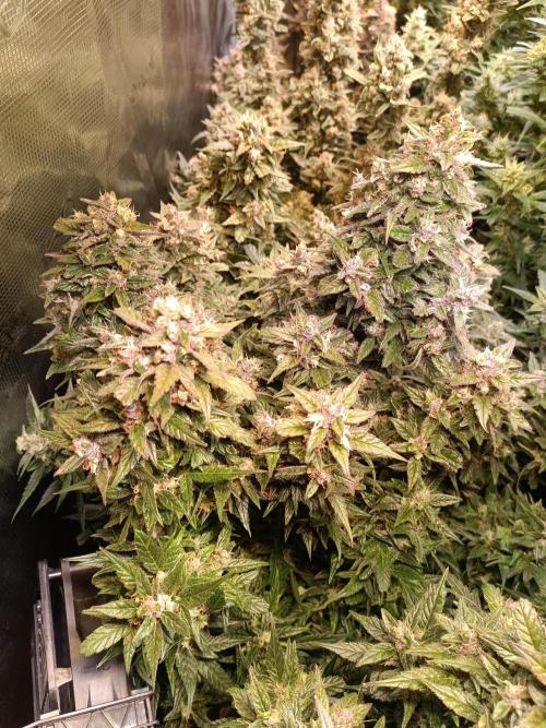 Fat Bastard Auto + Weding Cake Auto+RBB. Week 10