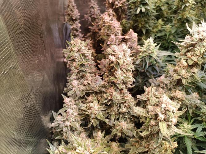 Fat Bastard Auto + Weding Cake Auto+RBB. Week 10 - Red Banana Nr. 3 nearly finished