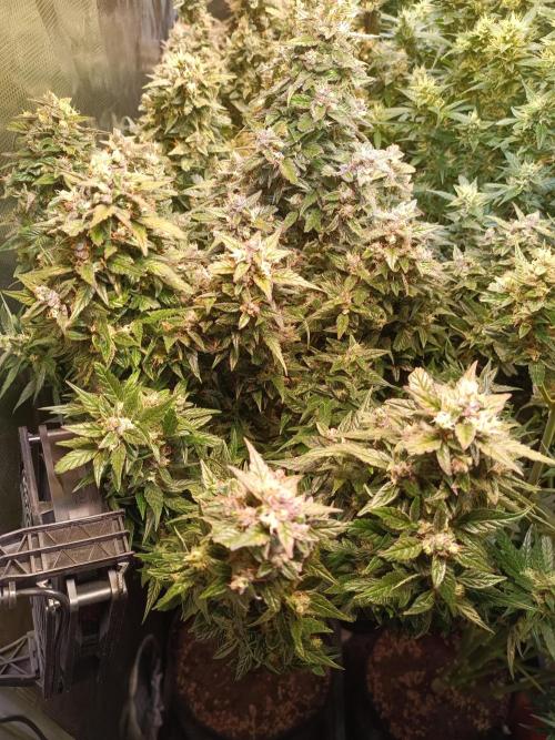 Fat Bastard Auto + Weding Cake Auto+RBB. Week 10 - my fluffy Bastard 😂 formally known as Fat Bastard Nr.1