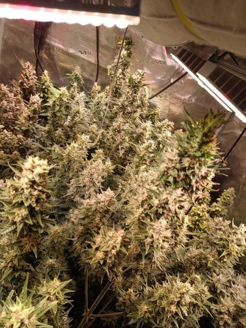 Fat Bastard Auto + Weding Cake Auto+RBB. Week 10 - Three Bastard in the middle same row as before