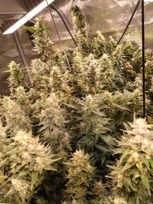 Fat Bastard Auto + Weding Cake Auto+RBB. Week 10 - Fat Bastard Nr. 4 rises