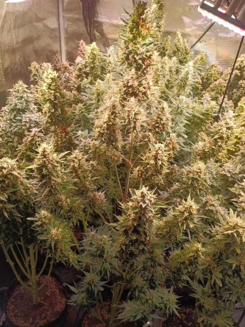 Fat Bastard Auto + Weding Cake Auto+RBB. Week 10