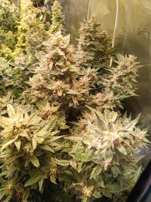 Fat Bastard Auto + Weding Cake Auto+RBB. Week 10 - Wedding Cake Nr. 2