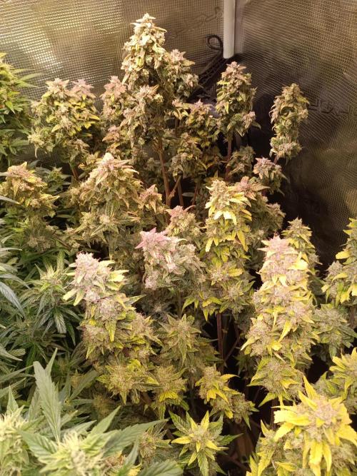 Fat Bastard Auto + Weding Cake Auto+RBB. Week 10 - Wedding Cake 3 and Red Banana Berry Nr.2