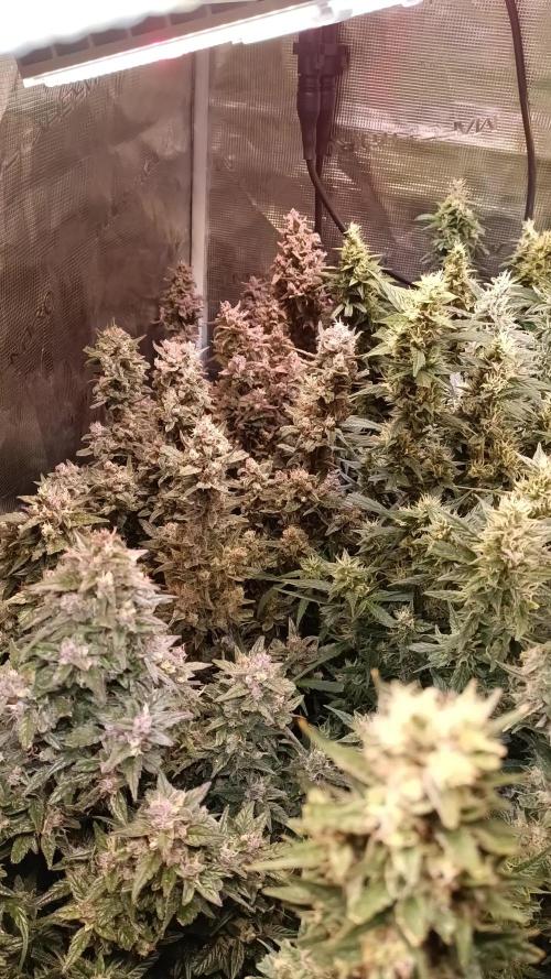 Fat Bastard Auto + Weding Cake Auto+RBB