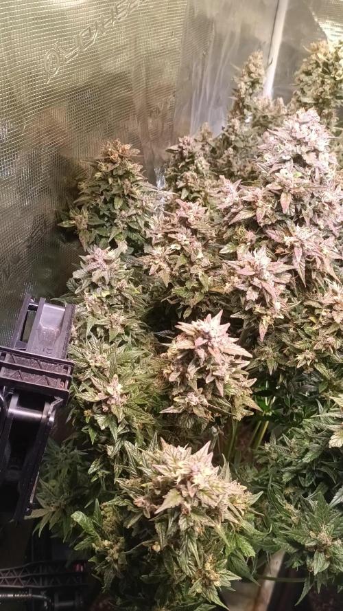 Fat Bastard Auto + Weding Cake Auto+RBB