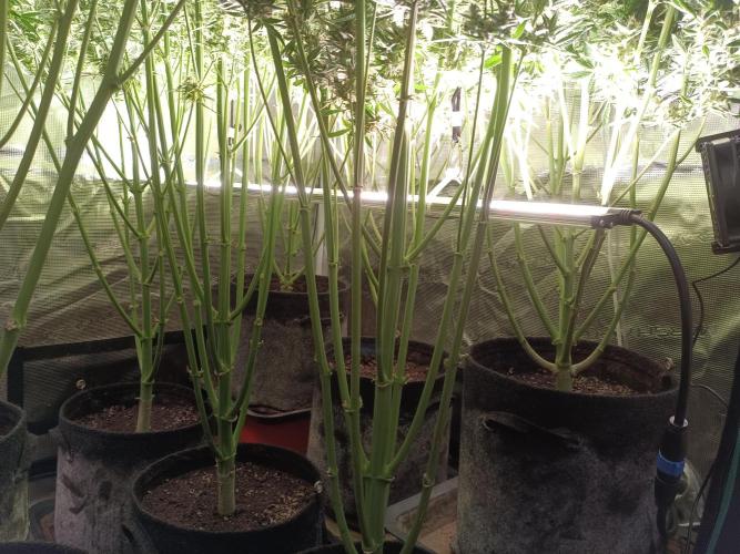 Fat Bastard Auto + Weding Cake Auto+RBB. Week 11 - New SANlight Stixx 4 - 100 Undercanopy  😍