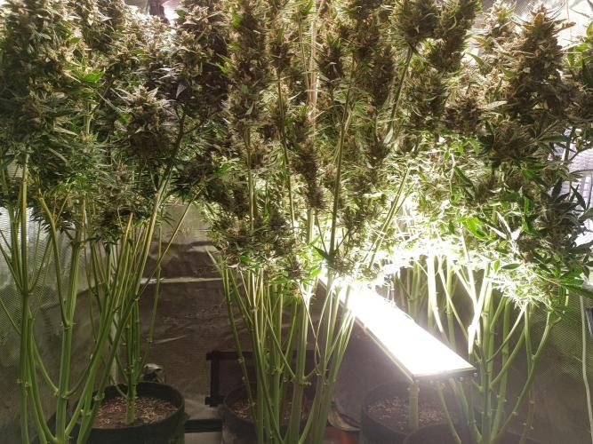 Fat Bastard Auto + Weding Cake Auto+RBB. Week 11 - New SANlight Stixx 4 - 100 Undercanopy  😍