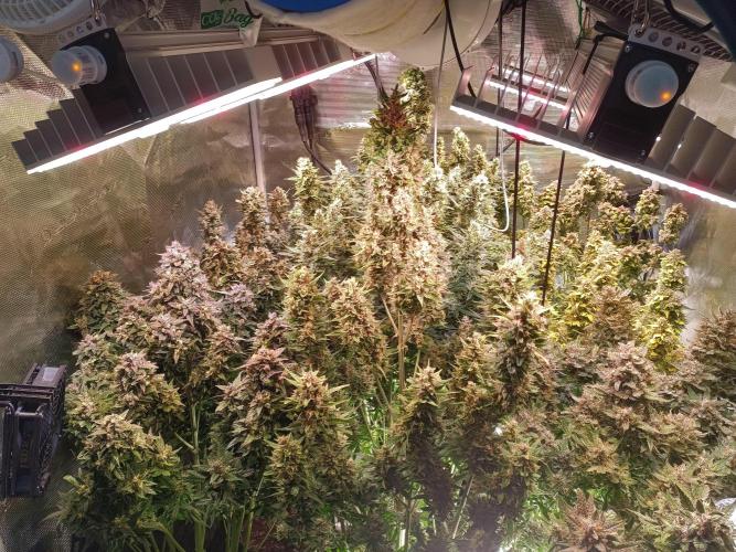 Fat Bastard Auto + Weding Cake Auto+RBB. Week 11 - Overview