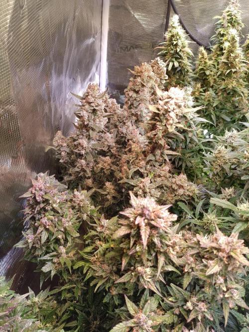 Fat Bastard Auto + Weding Cake Auto+RBB. Week 11 - Red Banana Berry Nr. 3