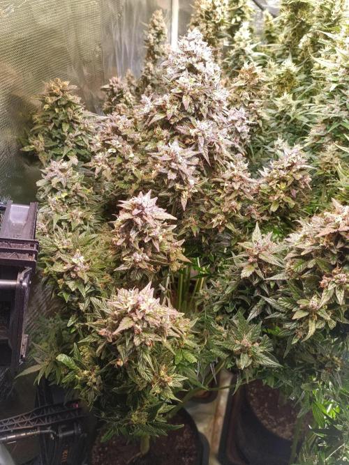 Fat Bastard Auto + Weding Cake Auto+RBB. Week 11 - Fat Bastard Nr. 1