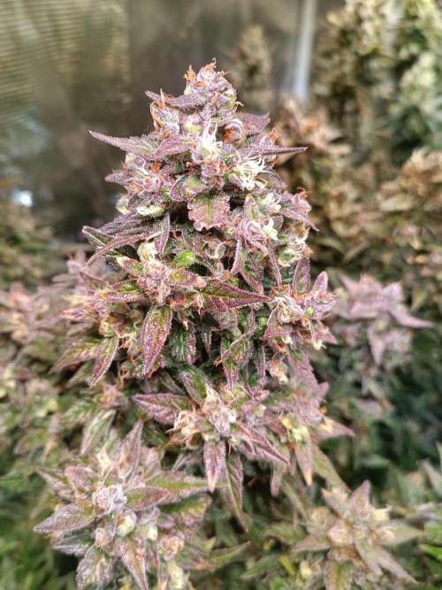 Fat Bastard Auto + Weding Cake Auto+RBB. Week 11 - Fat Bastard Nr. 1 Detail