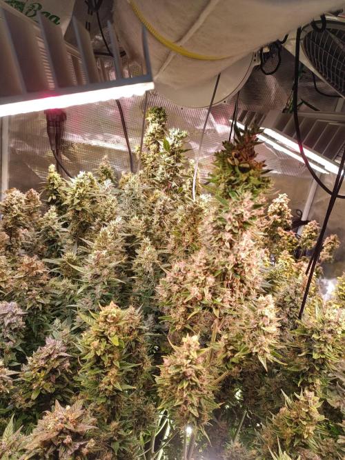 Fat Bastard Auto + Weding Cake Auto+RBB. Week 11 - Fat Bastard Row 