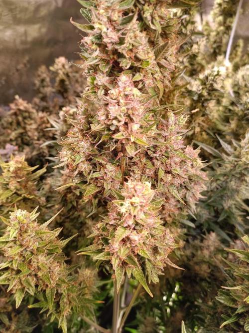 Fat Bastard Auto + Weding Cake Auto+RBB. Week 11 - Fat Bastard Nr. 2