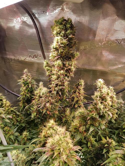 Fat Bastard Auto + Weding Cake Auto+RBB. Week 11 - Fat Bastard Nr. 3