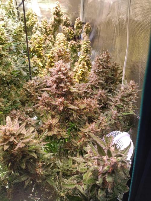 Fat Bastard Auto + Weding Cake Auto+RBB. Week 11 - Wedding Cake Nr. 2