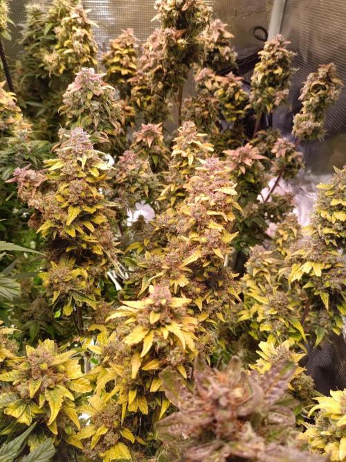 Fat Bastard Auto + Weding Cake Auto+RBB. Week 11 - Wedding Cake Nr .1