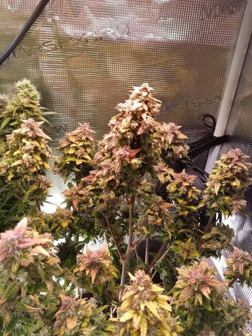 Fat Bastard Auto + Weding Cake Auto+RBB. Week 11 - Red Banana Berry Nr.2