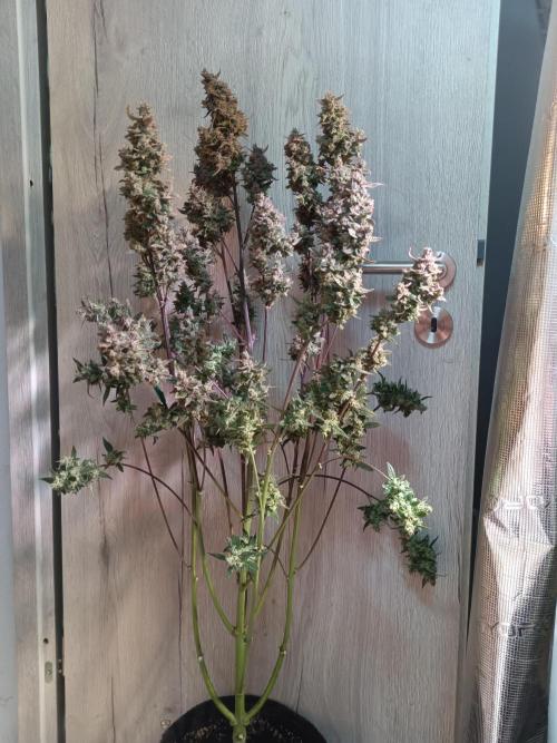 Fat Bastard Auto + Weding Cake Auto+RBB. Week 11 - Red Banana Berry  Nr. 1