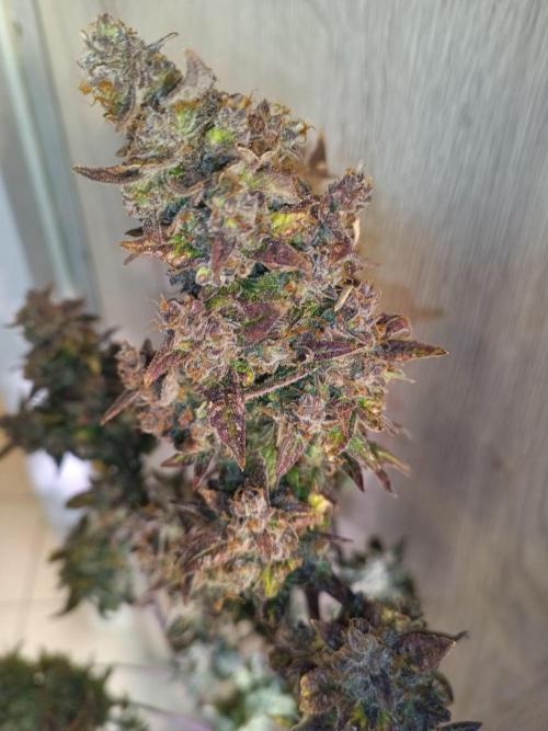 Fat Bastard Auto + Weding Cake Auto+RBB. Week 11 - Red Banana Berry  Nr. 1