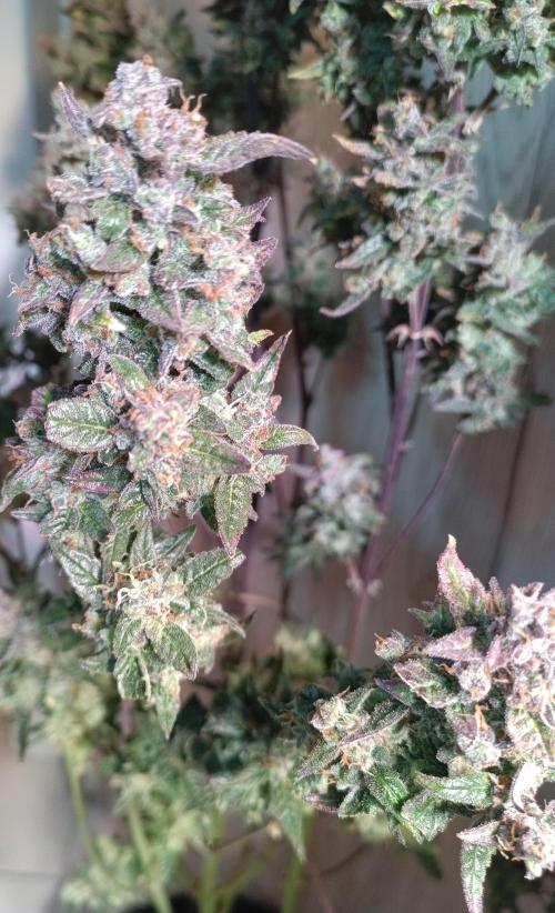 Fat Bastard Auto + Weding Cake Auto+RBB. Week 11 - Red Banana Berry  Nr. 1