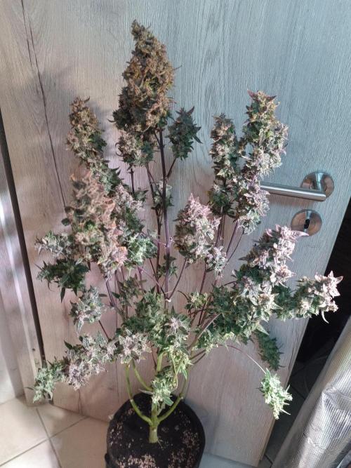 Fat Bastard Auto + Weding Cake Auto+RBB. Week 12 - RBB 1
