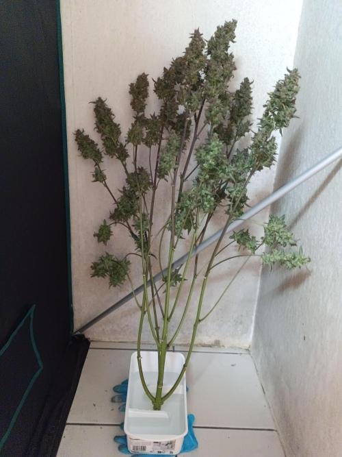 Fat Bastard Auto + Weding Cake Auto+RBB. Week 12 - RBB 1