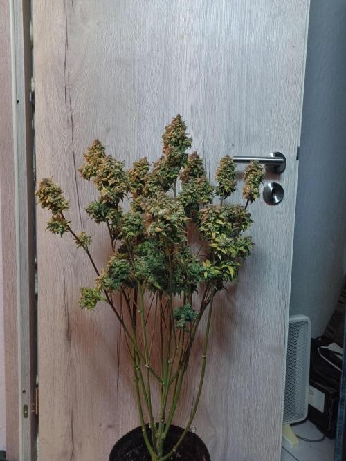 Fat Bastard Auto + Weding Cake Auto+RBB. Week 12 - RRB 2