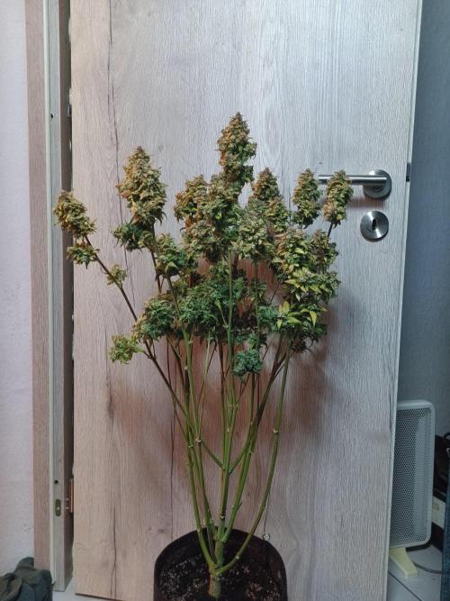 Fat Bastard Auto + Weding Cake Auto+RBB. Week 12 - RRB 2