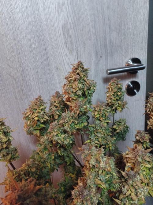 Fat Bastard Auto + Weding Cake Auto+RBB. Week 12 - RRB 2