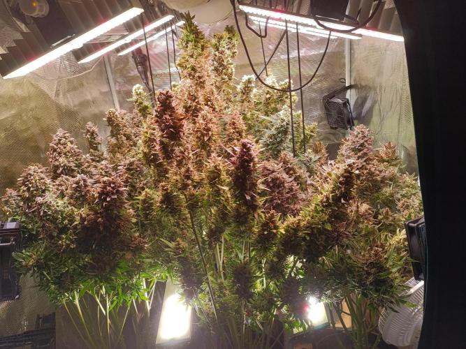 Fat Bastard Auto + Weding Cake Auto+RBB. Week 12 - Overview