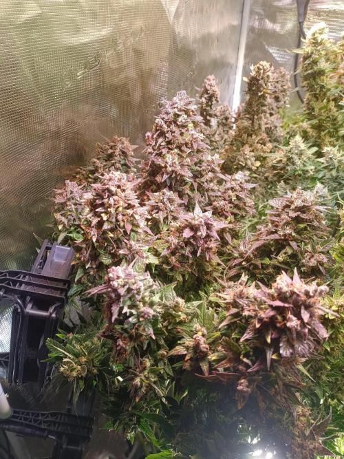 Fat Bastard Auto + Weding Cake Auto+RBB. Week 12 - Fat Bastard 1