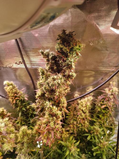 Fat Bastard Auto + Weding Cake Auto+RBB. Week 12 - Fat "BUDstard 3