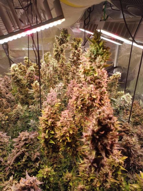 Fat Bastard Auto + Weding Cake Auto+RBB. Week 12 - Fat Bastard Row