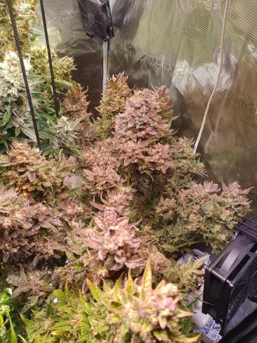 Fat Bastard Auto + Weding Cake Auto+RBB. Week 12 - Wedding Cake 2
